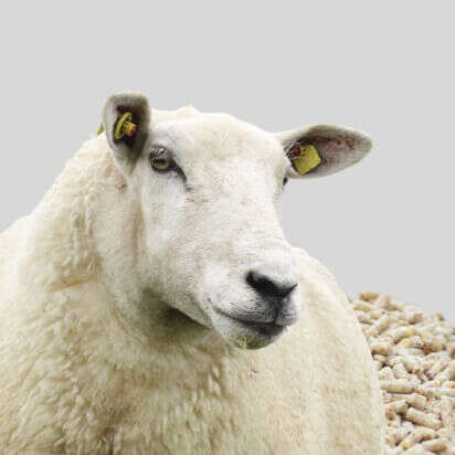 ergaenzungsfuttermittel schaf bubblenavibanner